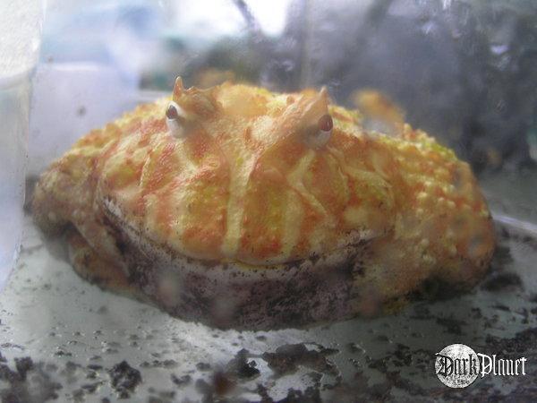 żaba rogata - ceratophrys ornata