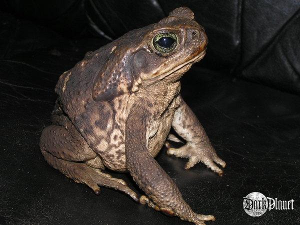 ropucha aga - Bufo marinus