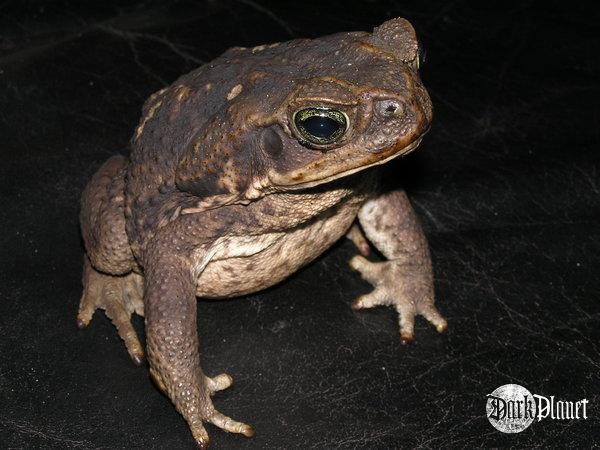 ropucha aga - Bufo marinus