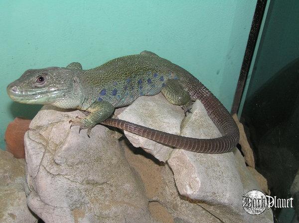 jaszczurka perłowa - Lacerta lepida