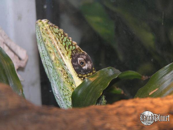 anolis kubański - Anolis equestris