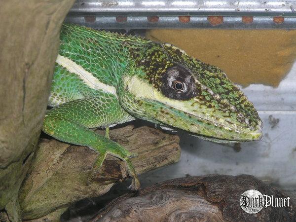 anolis kubański - Anolis equestris