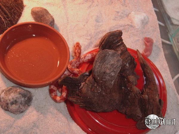 a oto moje maleństwo i najmłodszy członek domowego zoo: wąż zbożowy 