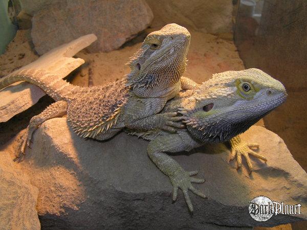 agama brodata - pogona vitticeps