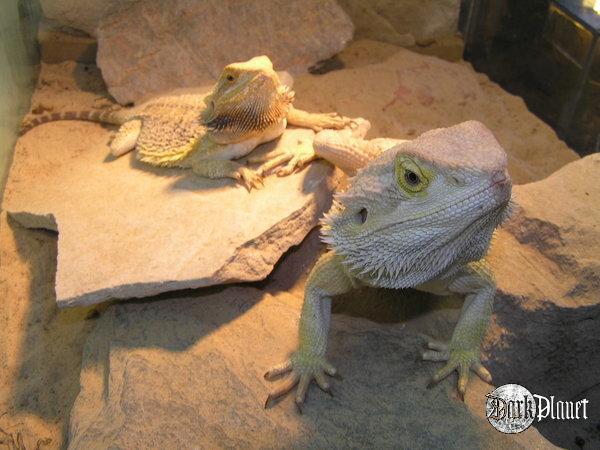 agama brodata - pogona vitticeps