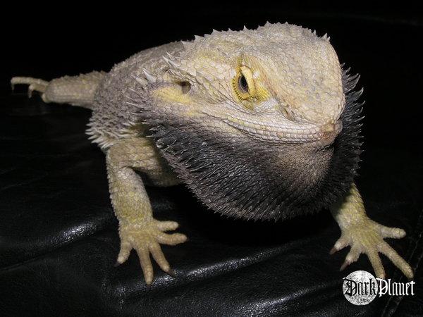 agama brodata - pogona vitticeps