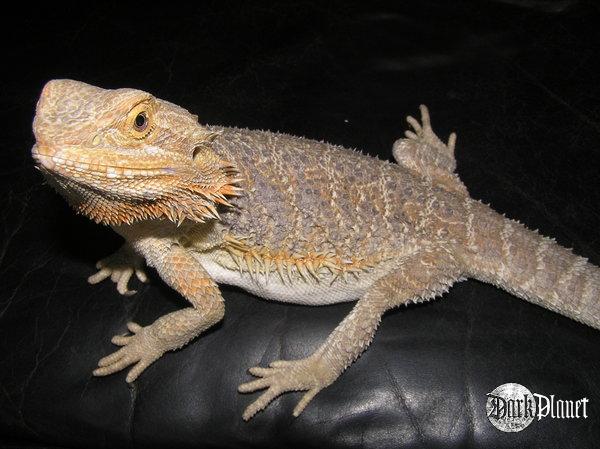 agama brodata - pogona vitticeps