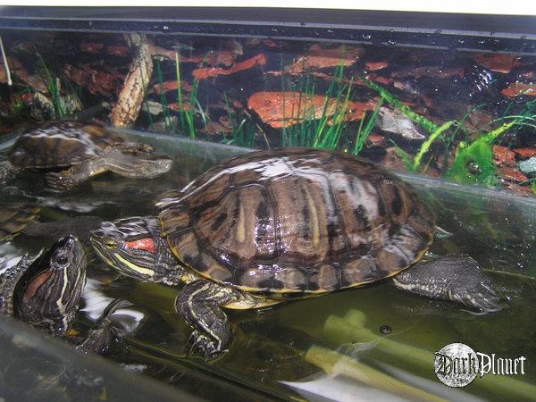 żółwie wodne czerwonolice - Trachemys scripta elegans