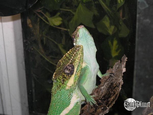 anolis kubański - Anolis equestris - para