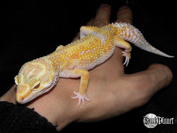 gekon lamparci - Eublepharis macularius