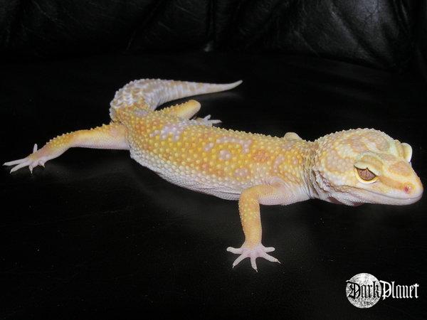 gekon lamparci - Eublepharis macularius
