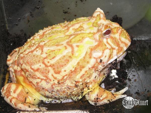żaba rogata - ceratophrys ornata - ale tym razem z boku:)