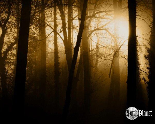 Lasy Wielkopolski,Lasy Pomorza