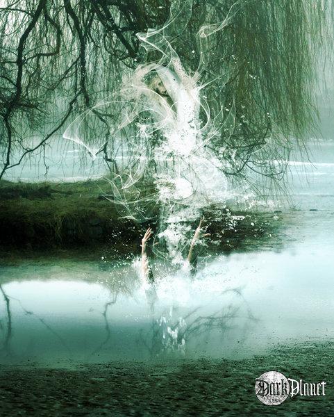 Swans