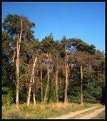 Poznań-Podolany [natura] 