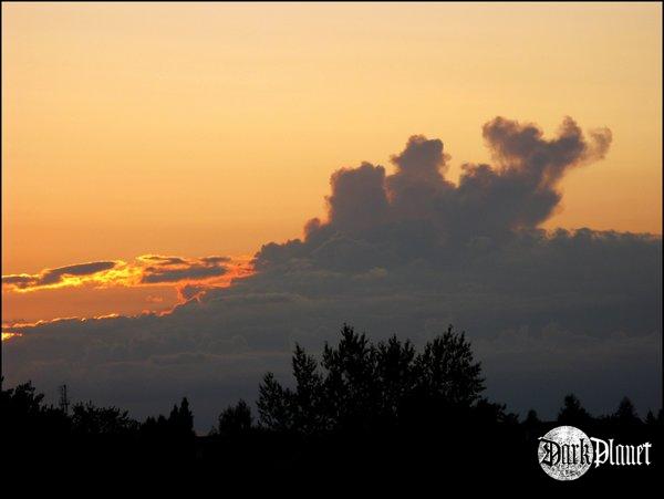 Czasem drzewa mają kształt chmur [natura]