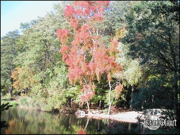Nad jeziorem Rusałka - Poznań - 2005.10.19. [Natura]