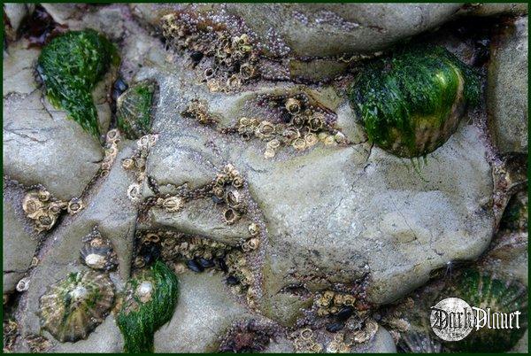 sea-shells in the stones [natura]