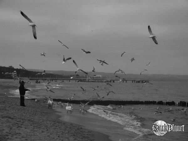 a man who fed seaguls