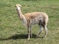 Llama XD