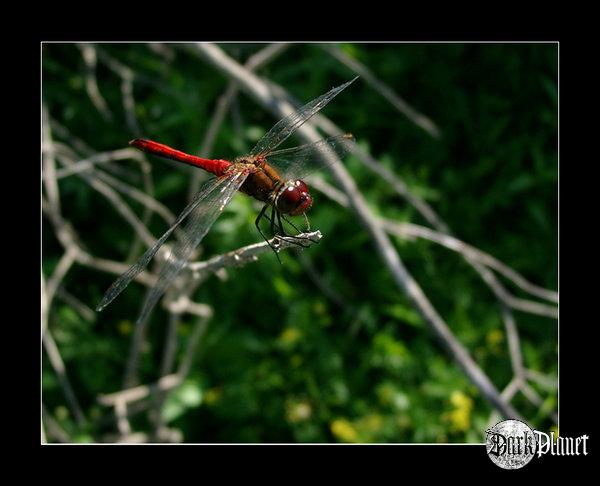 Dragonfly [natura]