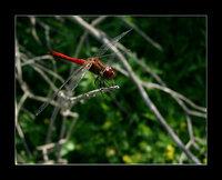 Dragonfly [natura]