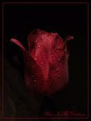 Like Heart From The Darkness [natura] 