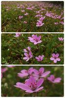 Springtime - Pink Impression [natura]