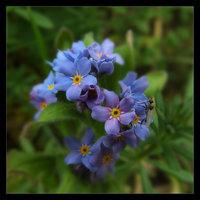 Springtime - Blue Impression 2 [natura]