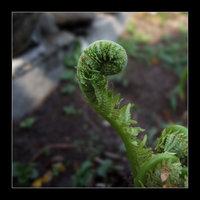 Springtime - Green Impression [natura]