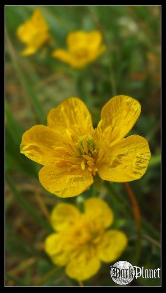 Springtime - Yellow Impression [natura]