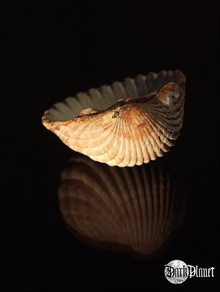 Shell [natura]