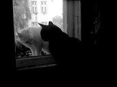Dawno, dawno temu w Gdańsku... Bastet i Elicas 