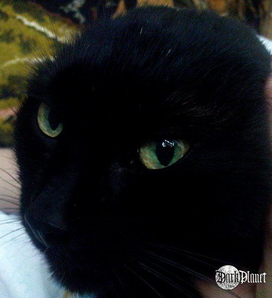Bastet - E.T.