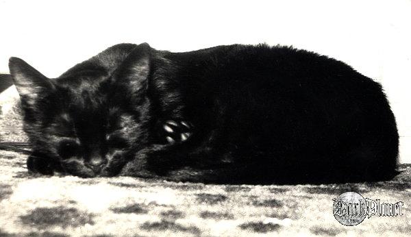 Jedno z moich pierwszych zdjęć (ok. 1994r.): kocica Sol :)