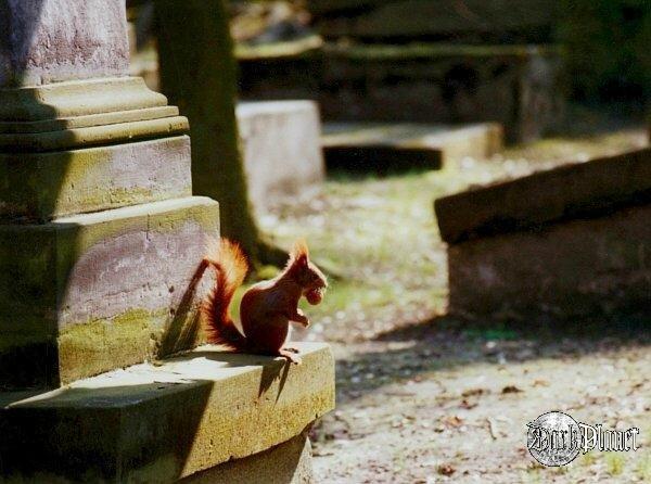 [Cmentarze] (Lublin) Cmentarny Wiewiórek