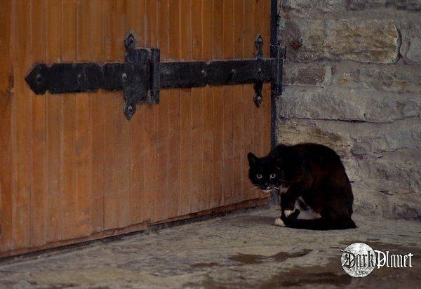 Kotek-Ukrainiec ;) (wycieczka uznana za udaną - kot upolowany :) )