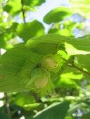 Orzeszki... [natura] 