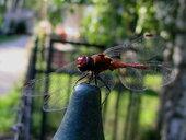 Drapieżca... [natura] 