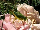 Też konik ;] [natura] 