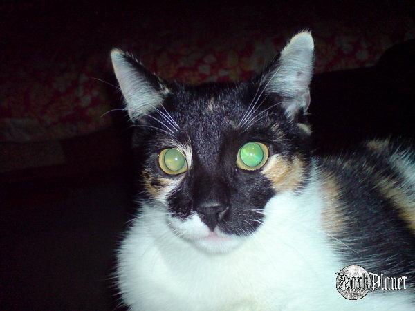 Night Cat ...