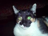 Night Cat ...