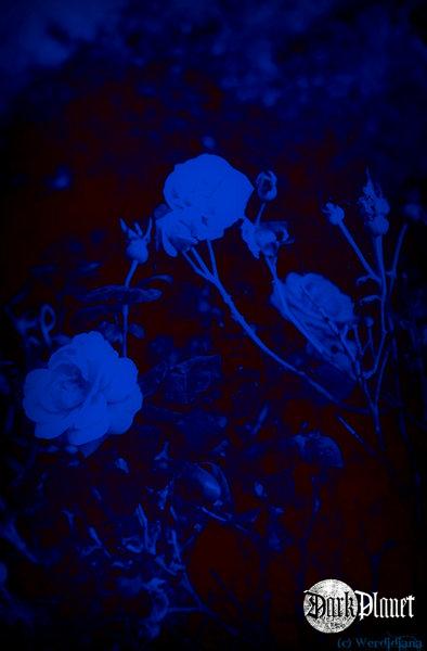 The Cure - Lullaby