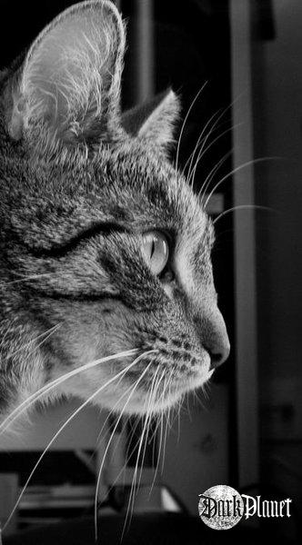 profil
