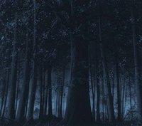 dark forest