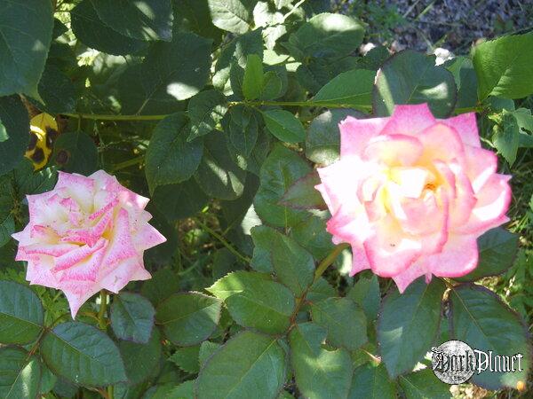 Pink rosseee...@----