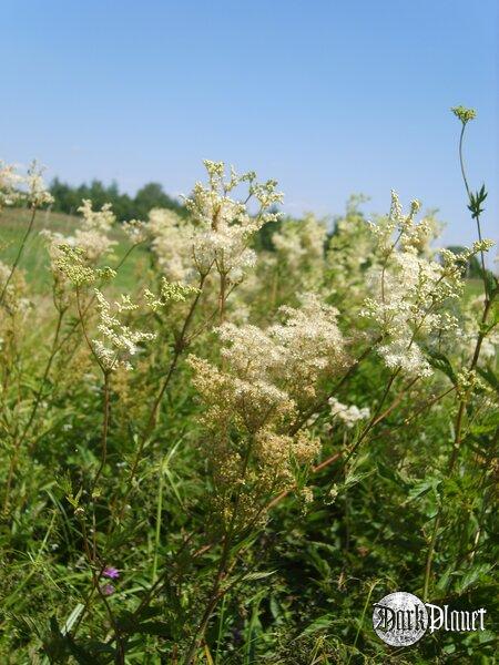 Kwiat jest uśmiechem rośliny. Peter Hille  