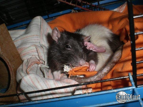 ;p