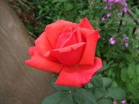 Rose...