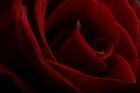 Rose Meera